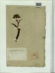 Petasites frigidus (L.) Fr., Siberia (no precise locality) (S0) (Russia)