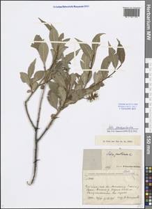 Salix pseudopentandra (Flod.) Flod., Siberia, Baikal & Transbaikal region (S4) (Russia)