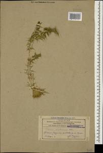 Cirsium leucocephalum subsp. leucocephalum, Caucasus, Armenia (K5) (Armenia)