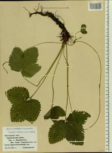 Fragaria moschata Duchesne, Eastern Europe, Northern region (E1) (Russia)