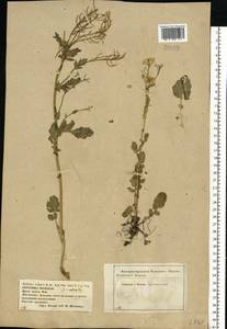 Barbarea vulgaris (L.) W.T. Aiton, Eastern Europe, Central forest-and-steppe region (E6) (Russia)