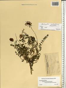 Astragalus norvegicus Grauer, Eastern Europe, Northern region (E1) (Russia)