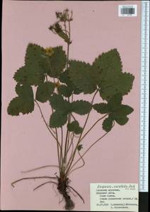 Fragaria moschata Duchesne, Eastern Europe, Central region (E4) (Russia)