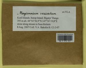 Plagiomnium vesicatum (Besch.) T.J. Kop., Bryophytes, Bryophytes - Russian Far East (excl. Chukotka & Kamchatka) (B20) (Russia)