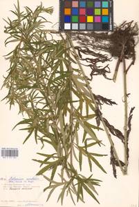 Artemisia umbrosa Turcz. ex DC., Eastern Europe, Moscow region (E4a) (Russia)