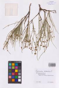 Ephedra distachya L., Eastern Europe, Lower Volga region (E9) (Russia)