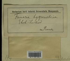 Funaria hygrometrica Hedw., Bryophytes, Bryophytes - Baltic States (B1) (Not classified)