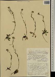 Crucihimalaya mollissima (C. A. Mey.) Al-Shehbaz, O'Kane & R. A. Price, Mongolia (MONG) (Mongolia)