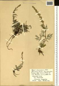 Artemisia mongolica (Fisch. ex Besser) Nakai, Siberia, Baikal & Transbaikal region (S4) (Russia)