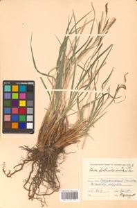 Carex forficula Franch. & Sav., Siberia, Russian Far East (S6) (Russia)