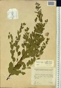 Flueggea suffruticosa (Pall.) Baill., Siberia, Russian Far East (S6) (Russia)