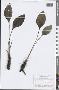 Plantago cornuti Gouan, Eastern Europe, Middle Volga region (E8) (Russia)
