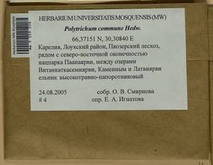 Polytrichum commune Hedw., Bryophytes, Bryophytes - Karelia, Leningrad & Murmansk Oblasts (B4) (Russia)