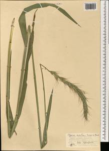 Elymus dahuricus Griseb., Mongolia (MONG) (Mongolia)