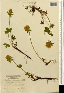 Trifolium canescens Willd., Caucasus, South Ossetia (K4b) (South Ossetia)