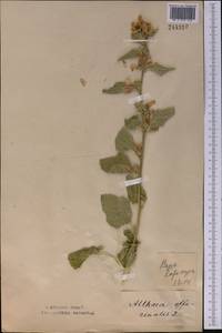 Althaea officinalis L., Middle Asia, Northern & Central Kazakhstan (M10) (Kazakhstan)
