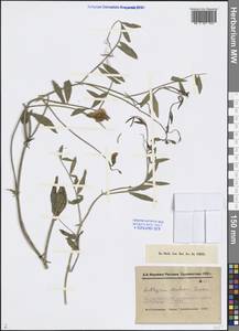 Lathyrus mulkak Lipsky, Middle Asia, Pamir & Pamiro-Alai (M2) (Tajikistan)