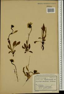 Hieracium nigrescens Willd., Eastern Europe, Northern region (E1) (Russia)