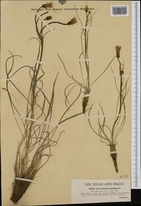 Podospermum purpureum (L.) W.D.J.Koch & Ziz, Western Europe (EUR) (Austria)