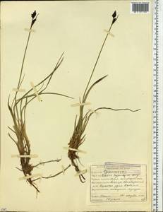 Carex bigelowii subsp. dacica (Heuff.) T.V.Egorova, Siberia, Yakutia (S5) (Russia)