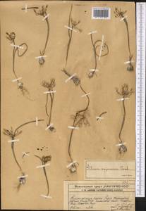 Allium kujukense Vved., Middle Asia, Western Tian Shan & Karatau (M3) (Kazakhstan)