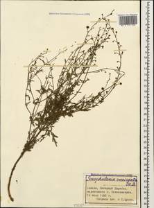 Scrophularia variegata M. Bieb., Caucasus, Azerbaijan (K6) (Azerbaijan)