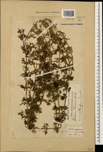 Galium tricornutum Dandy, Caucasus, Georgia (K4) (Georgia)
