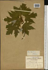 Acer saccharinum L., Eastern Europe, North Ukrainian region (E11) (Ukraine)