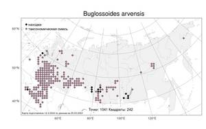 Buglossoides arvensis (L.) I. M. Johnst., Atlas of the Russian Flora (FLORUS) (Russia)