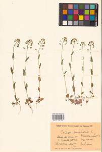 Microthlaspi perfoliatum (L.) F.K.Mey., Eastern Europe, South Ukrainian region (E12) (Ukraine)