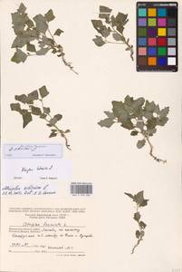 Atriplex sibirica L., Eastern Europe, Moscow region (E4a) (Russia)