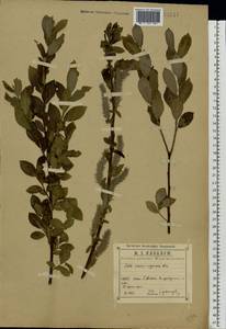 Salix vaudensis Schleich. ex J.Forbes, Eastern Europe, Central region (E4) (Russia)