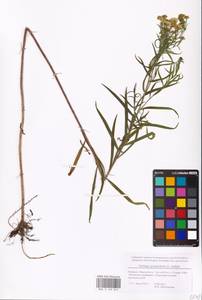 Euthamia graminifolia (L.) Nutt., Eastern Europe, Belarus (E3a) (Belarus)