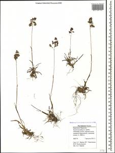 Poa badensis Haenke ex Willd., Caucasus, Stavropol Krai, Karachay-Cherkessia & Kabardino-Balkaria (K1b) (Russia)