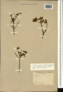 Daphne oleoides subsp. transcaucasica (Pobed.) Halda, Caucasus, Turkish Caucasus (NE Turkey) (K7) (Turkey)