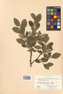 Salix glauca L., Siberia, Russian Far East (S6) (Russia)