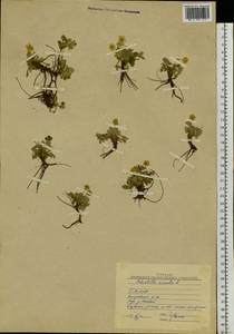 Potentilla acaulis L., Siberia, Baikal & Transbaikal region (S4) (Russia)
