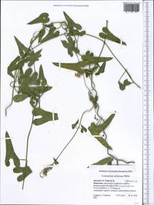 Cynanchum acutum subsp. sibiricum (Willd.) Rech. fil., Middle Asia, Pamir & Pamiro-Alai (M2) (Kyrgyzstan)