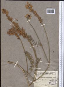 Hedysarum songoricum Bong., Middle Asia, Pamir & Pamiro-Alai (M2) (Kyrgyzstan)