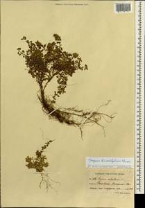 Thymus reverdattoanus Serg., Siberia, Chukotka & Kamchatka (S7) (Russia)