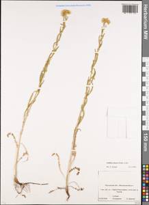 Achillea setacea Waldst. & Kit., Eastern Europe, Rostov Oblast (E12a) (Russia)