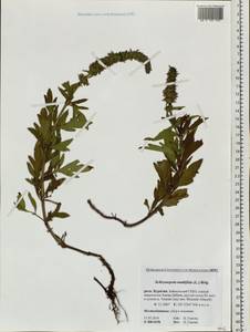 Nepeta multifida L., Siberia, Baikal & Transbaikal region (S4) (Russia)