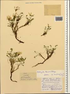 Astragalus levieri Freyn ex Somm et Levier, Caucasus, North Ossetia, Ingushetia & Chechnya (K1c) (Russia)