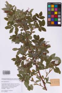 Rosa majalis Herrm., Eastern Europe, Moscow region (E4a) (Russia)