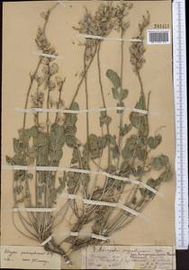 Astragalus pseudomegalomerus Gontsch. & Popov, Middle Asia, Pamir & Pamiro-Alai (M2) (Uzbekistan)