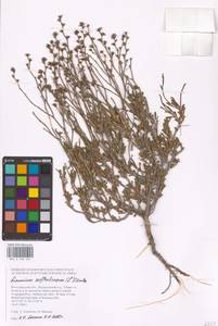 Limonium suffruticosum (L.) Kuntze, Eastern Europe, Lower Volga region (E9) (Russia)
