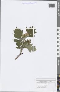 Crataegus ambigua C. A. Mey. ex A. K. Becker, Eastern Europe, Middle Volga region (E8) (Russia)