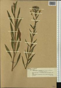Oenothera biennis L., Western Europe (EUR) (Poland)