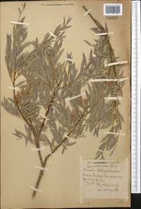 Salix capusii Franch., Middle Asia, Western Tian Shan & Karatau (M3) (Kazakhstan)