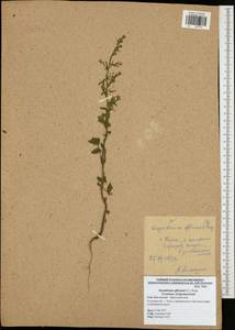 Sisymbrium officinale (L.) Scop., Eastern Europe, Central region (E4) (Russia)
